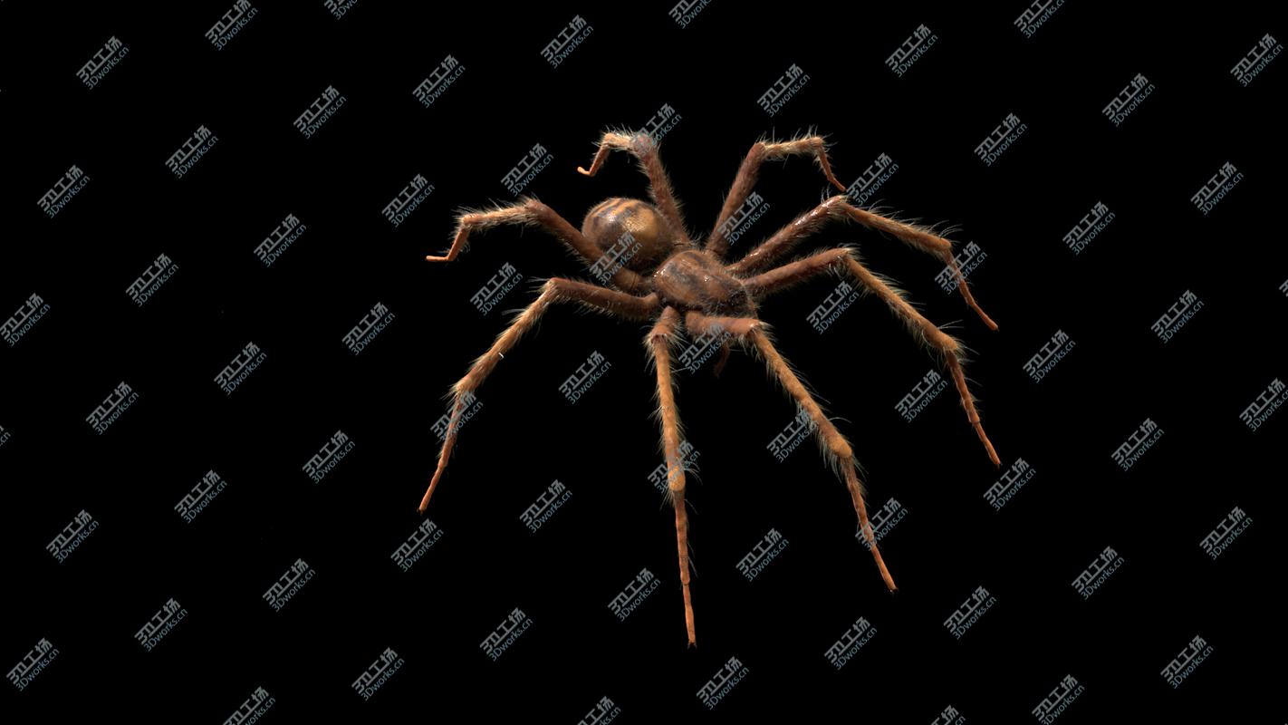 images/goods_img/202104023/Tegenaria Domestica 3D model/4.jpg